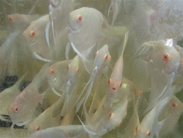پرورش ماهی زینتی در خانه