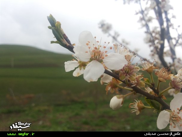 طبیعت زیبای بهاری شهرستان مغان