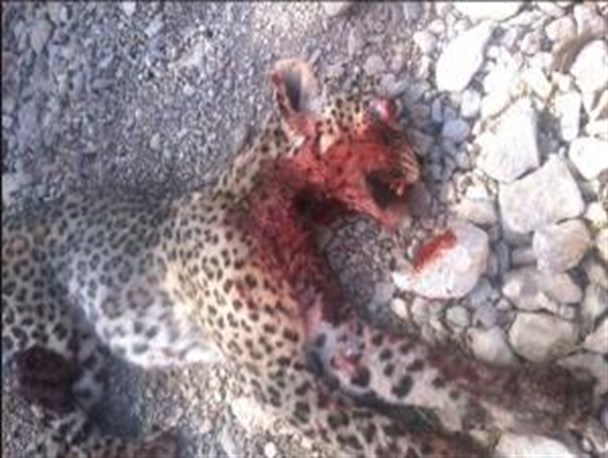 بازهم شکارچیان غیر مجاز پلنگ کمیاب ایرانی را از پا در آوردند