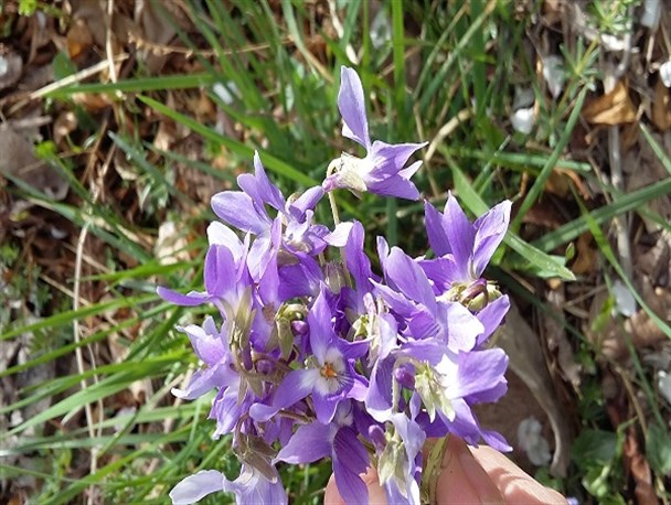 تداعی یک نوستالوژی در روستای شادیان