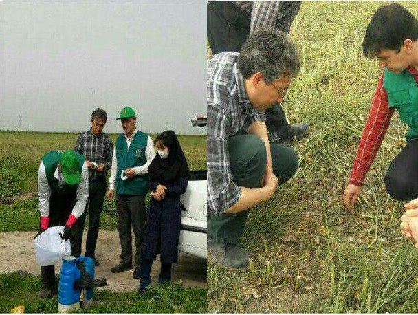 آزمایش سم جدید گل جالیز در مزارع کلزای بندرترکمن انجام شد+تصویر