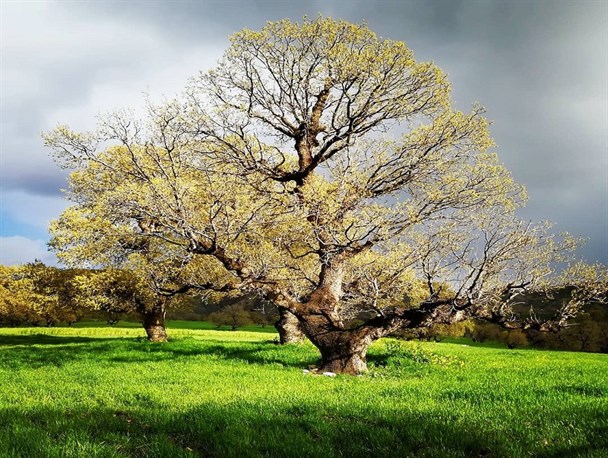 جاذبه های طبیعی و حیرت انگیز ایلام