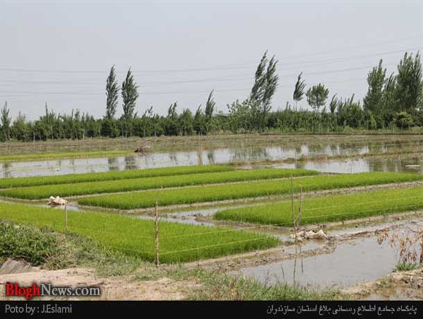 فصل رنج شالیزار در قاب تصویر