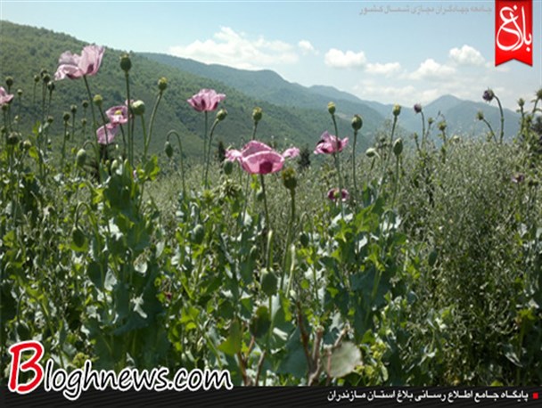 خودکفایی بخش کلیجانرستاق ساری از واردات مواد مخدر/ عکس