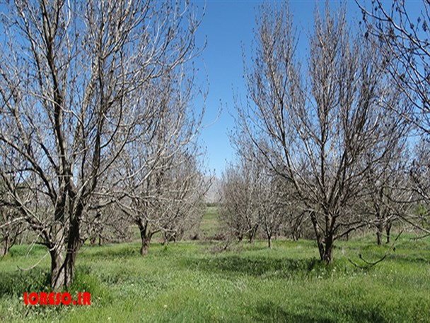 بهار باغات گردو در الشتر خزان شد