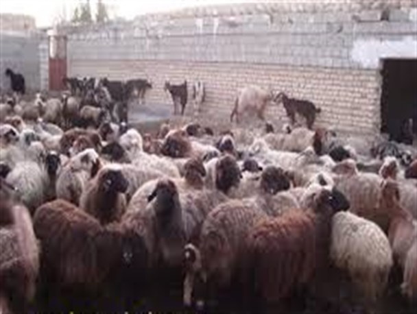 400 هزار دام سبک آبدانان واکسینه می شوند