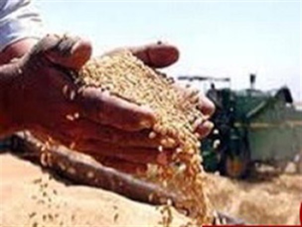 استقرار مرکز خرید گندم در سرابباغ ضروری است
