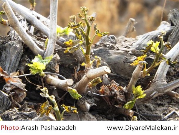 تاکستان های خالی از انگور ملکان به علت سرمازدگی+ تصاویر