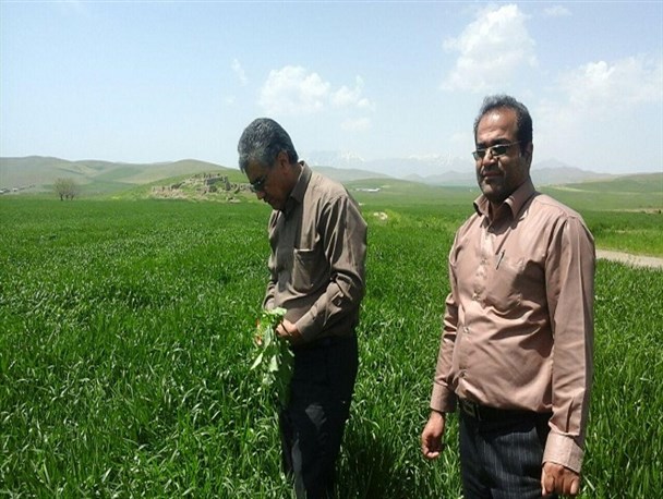 سن غلات آفت مهم و خطرناک گندم/ مبارزه با سن مادر در بیش از 3هزار هکتار در مزارع غلات تویسرکان