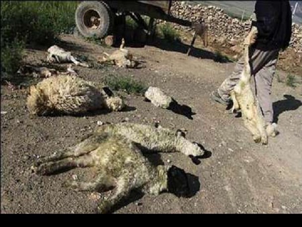 تب برفکی در خوزستان همچنان قربانی می گیرد