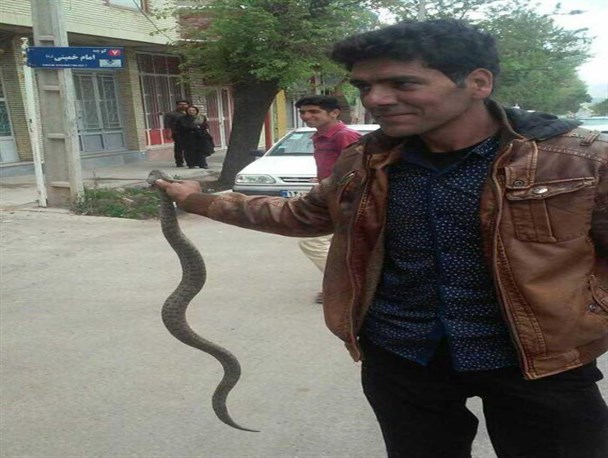 شکار مار در حوالی مسجد صاحب الزمان رابر+ تصویر