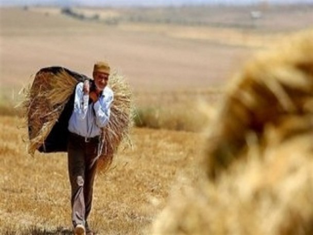 سهم اندک پوشش بیمه‌ای محصولات کشاورزی در مازندران