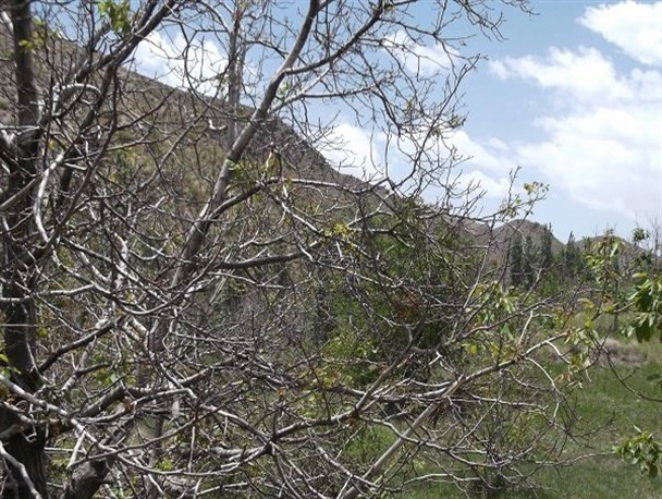 خسارت بیش از ۸۰ میلیارد تومانی سرمای بهاره به باغات گردوی تویسرکان/گردوی پیوندی، درمانی بلند مدت برای مقابله با سرمازدگی و دیگر آفات