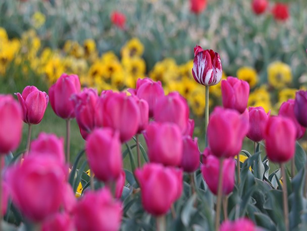جشنواره گل های لاله در اراک+تصاویر