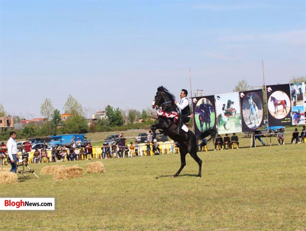 نخستین همایش «اسب فلات ایران و کرد» در آمل
