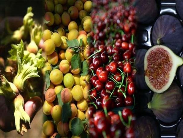 خسارتی به محصولات کشاورزی استان زنجان وارد نشده است/ خسارت خشکسالی به صورت پرداخت و امهال تسهیلات انجام می‌شود