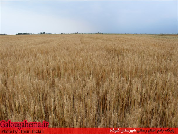 تصاویر/ مزارع زرین گندم گلوگاه