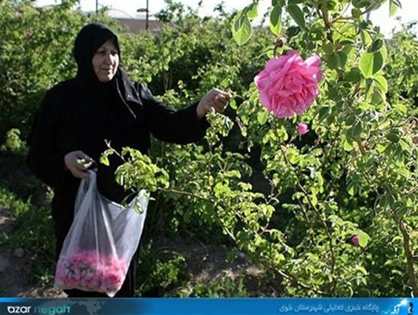 آغاز برداشت طلای معطر در خوی