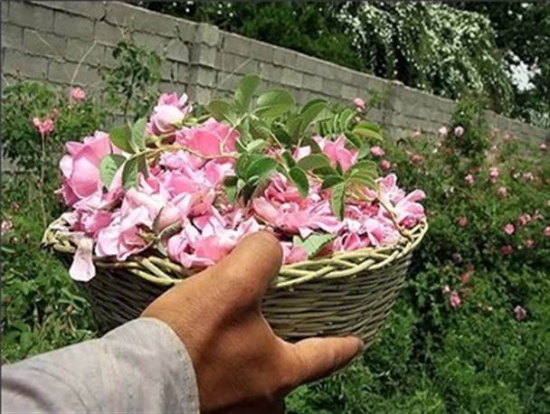 برداشت گل محمدی از ۲هزار و ۹۰۰ هکتار در شهرستان بردسیر