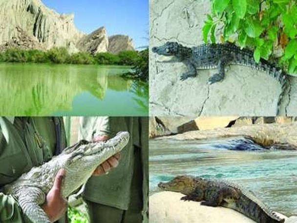 سرزمین تمساح ایرانی چشم انتظار حمایت مسئولین/ آغاز فصل تخم گذاری تمساح های ایرانی
