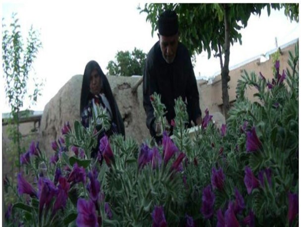 نسخه گیاهی زوج خنجینی برای تحقق اقتصاد مقاومتی/همه باید در این جنگ اقتصادی به میدان بیایند