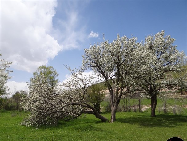 شکوفه های بهاری روستای گردشگری کلخوران+عکس
