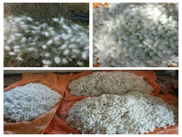 نوغانداری، بیمار کما رفته ای که نیازمند احیاست/ توسعه اقتصادی با کرم ابریشم!