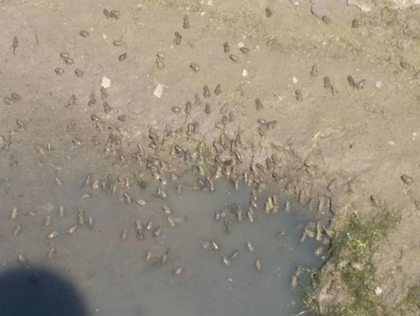 حفر گودال و کاهش تعداد قورباغه‌ها در روستای گل با گرم شدن هوا/ خشک شدن تالاب گل سلیمان آباد، دلیل هجوم قورباغه‌ها بوده است