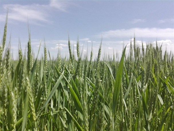 طبیعت زیبای خردادماه فراهان + تصاویر