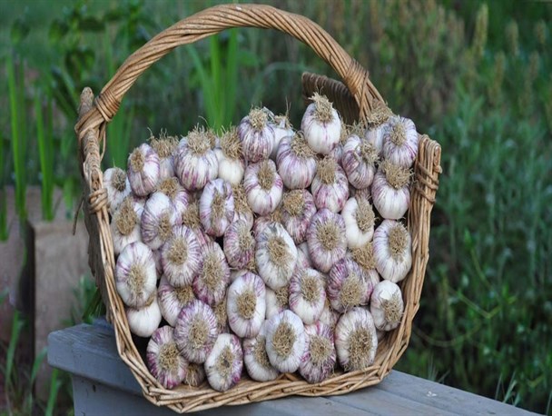 برگزاری جشنواره «سیر اتو» در بخش زیراب