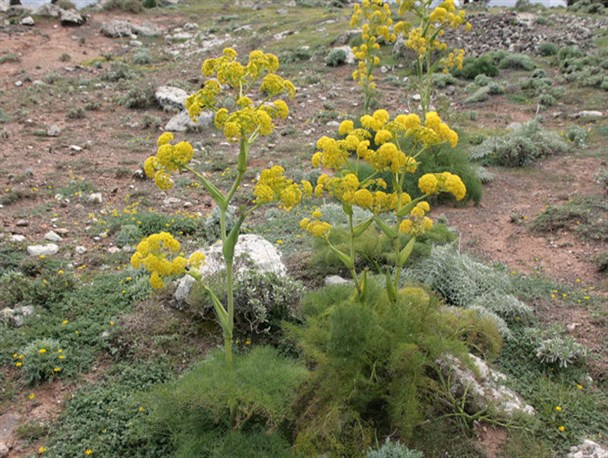 جذب مشارکت مردمی در اجرای طرح های مرتعداری و جنگل کاری خراسان شمالی