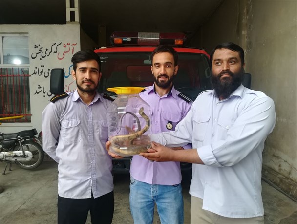 شکار مار کبری در روستای قراول شهرستان کلاله+ عکس و فیلم