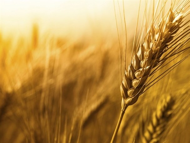 ممنوعیت خروج گندم از استان قزوین