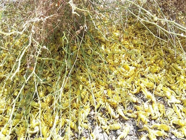 هشدار هجوم ملخ‎ از کشورهای عربی و پاکستان به سیستان وبلوچستان/ خطری جدی مزارع را تهدید می کند