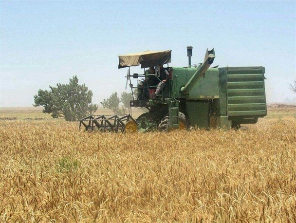پیش‌بینی خرید 364 هزار تن گندم از نیمه دوم تیرماه