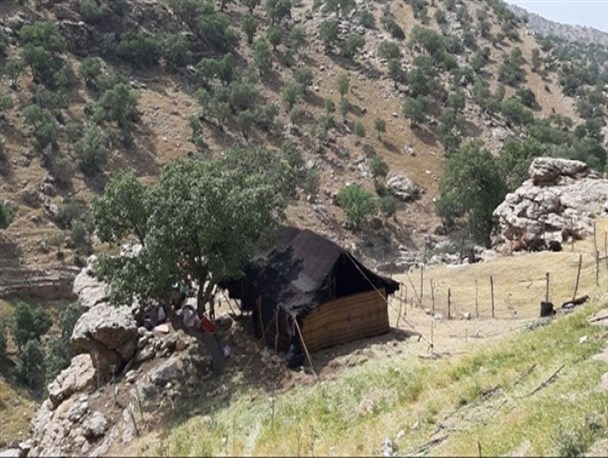 تسهیلات پرواربندی دام به عشایر پرداخت می‌شود