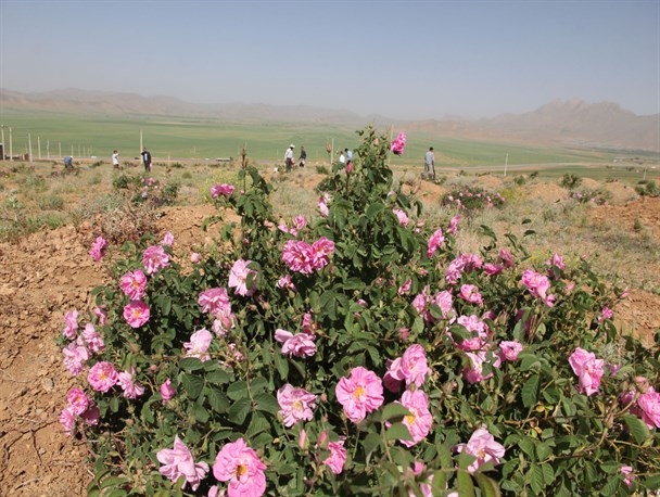 توسعه کشت گل محمدی در راستای اقتصادی کردن مراتع/ کشت گیاهی که کاهش 70 درصدی فرسایش خاک را به دنبال دارد