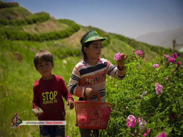 مزارع چهارمحال و بختیاری غرق گل محمدی