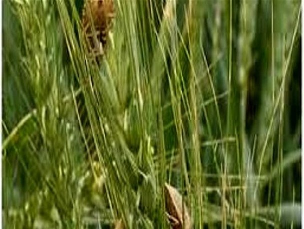 مبارزه با آفت سن در ۲۷ هزار هکتار از اراضی کشاورزی لرستان/تولید گندم ۴۰ درصد کاهش می یابد