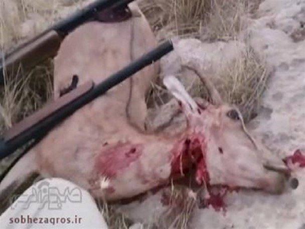 فیلمی غم انگیز از شکار غیرمجاز پازن در ارتفاعات دنا
