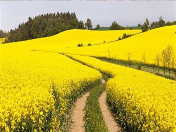 افزایش بیش از دو برابری تولید دانه روغنی کلزا در گیلان