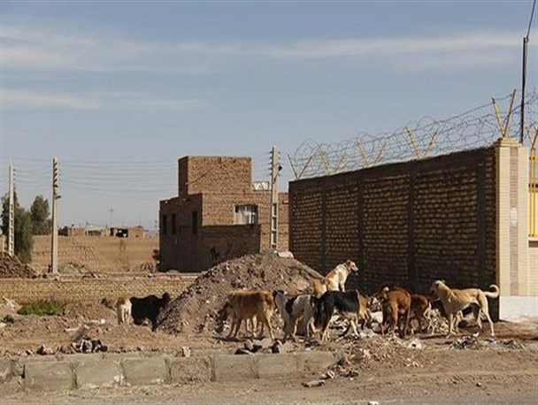 سگ های ولگرد معضلی جدی در روستای اعلاء