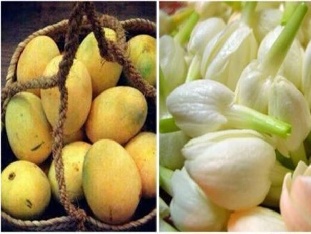 چهارمین جشنواره شکرگزاری انبه و یاسمین گل میناب