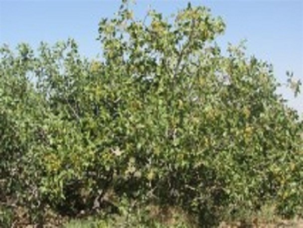 پسته به نام رفسنجان ثبت ملی می شود
