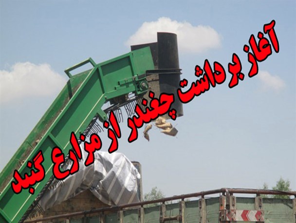 برداشت چغندر قند در گنبد آغاز شد+گزارش تصویری
