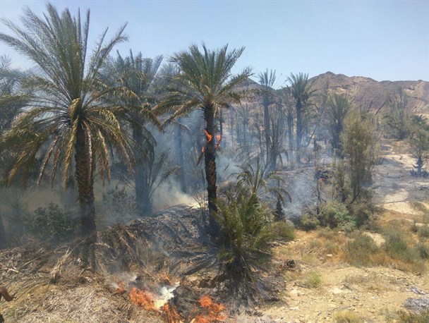 نخلستان روستای اسفندک طعمه حریق شد/ مرگ ۵۰ اصل درخت خرما در آتش سوزی