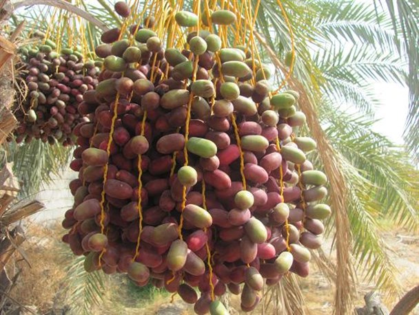 تصاویری زیبا از خودنمایی نخل های به ثمر نشسته منوجان