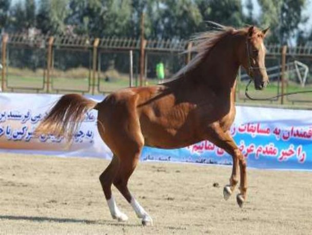جشنواره اسب اصیل طاقبستان در کرمانشاه برگزار می شود