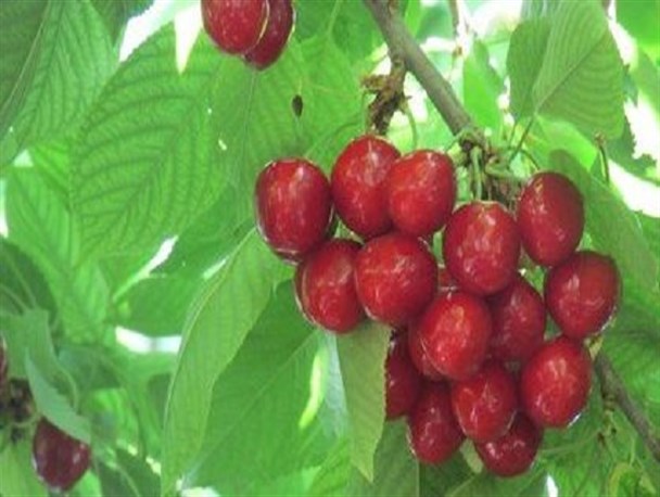 پیش‌بینی برداشت 255 تُن گیلاس از باغات محلات