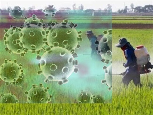 کرونا ۳۰۰ میلیارد ریال به کسب و کار‌های کشاورزی کردستان خسارت زد!